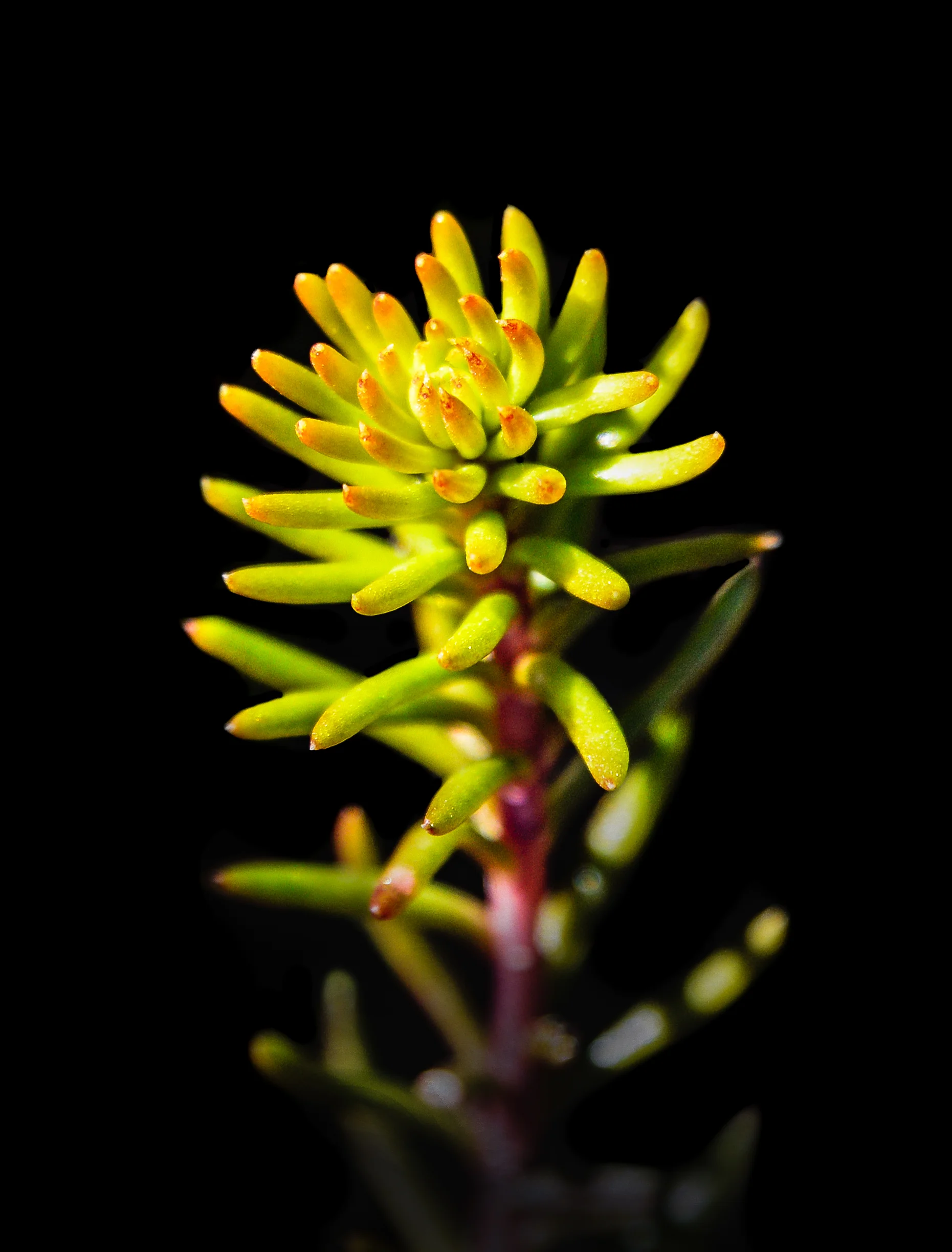 Spring Up Close
