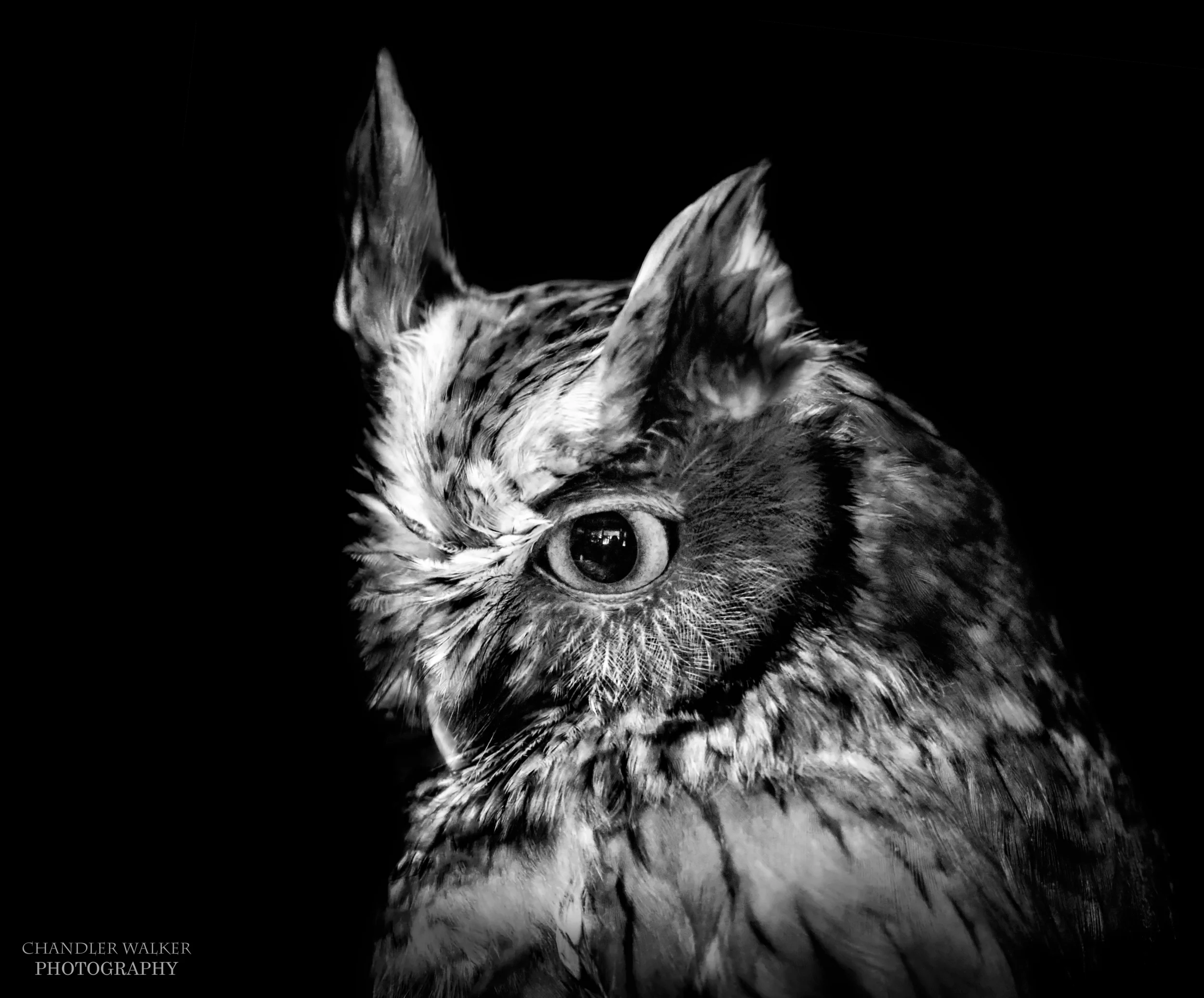 Owl in Darkness