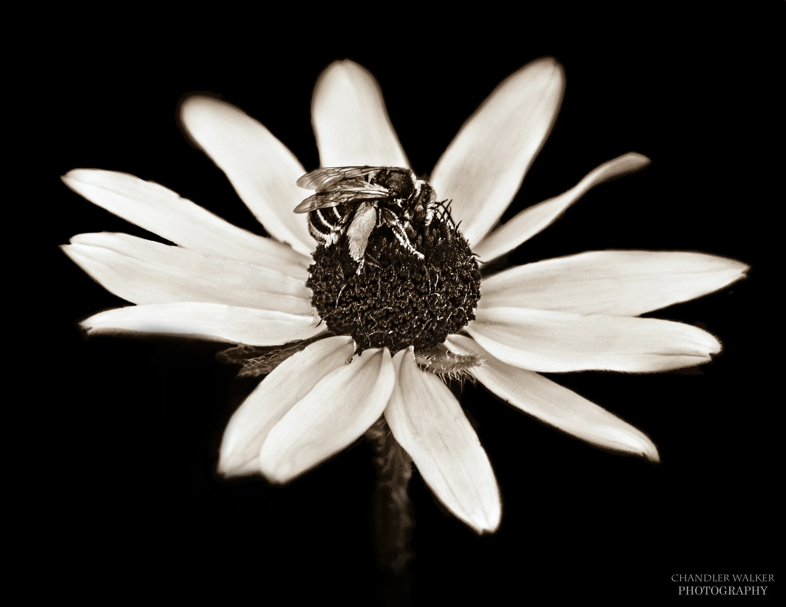 Susan and the Bee-2wm.jpg
