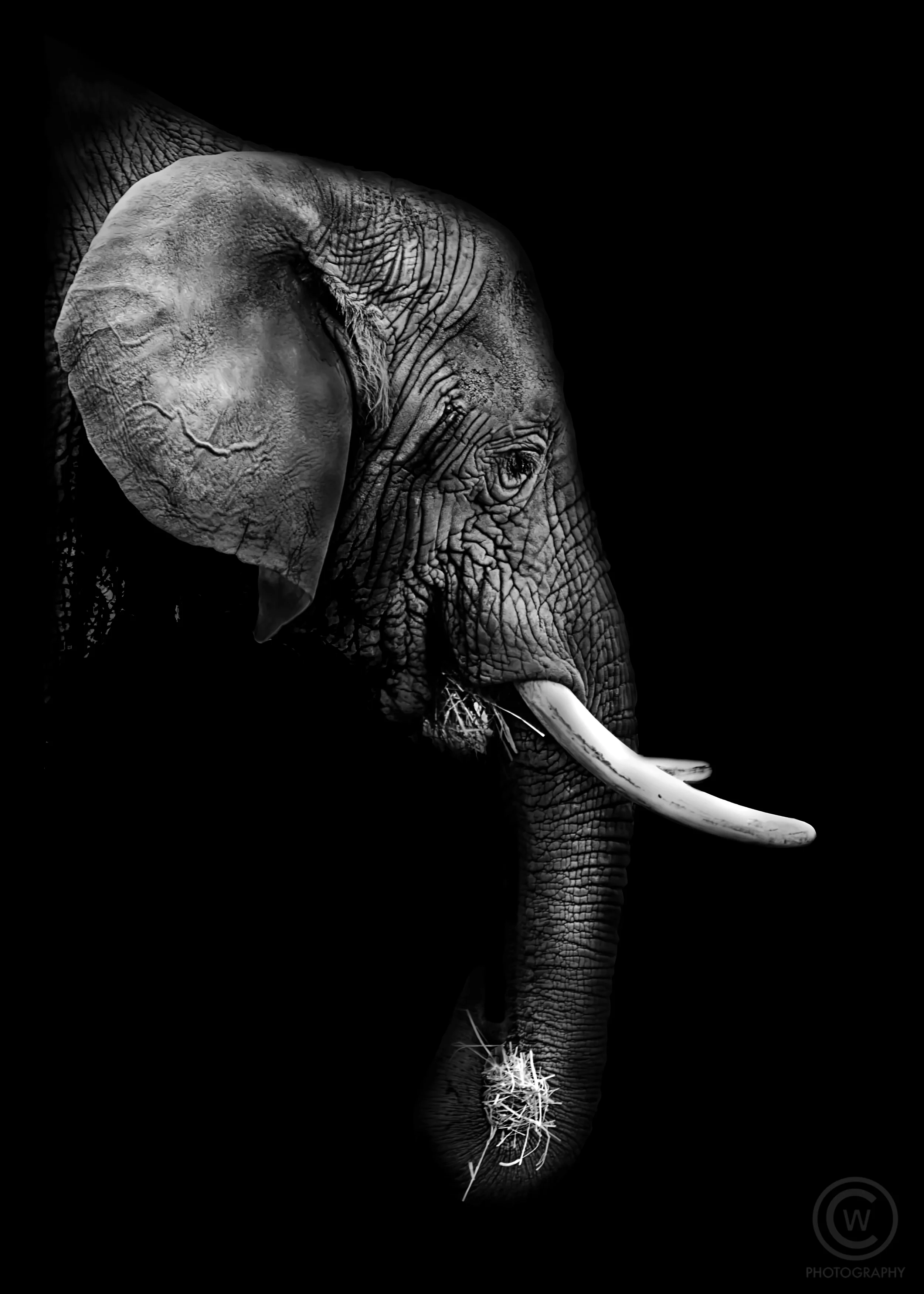 ProfileofElephant-LR1.jpg
