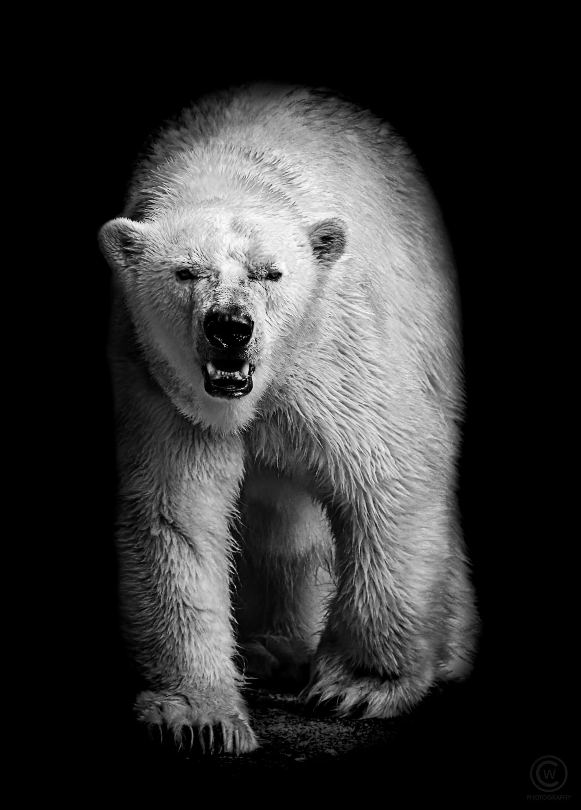 BewarePolar Bear-1.jpg