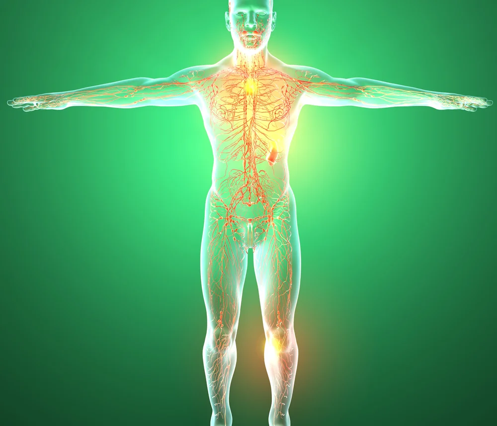 The human lymphatic system exists throughout the body.