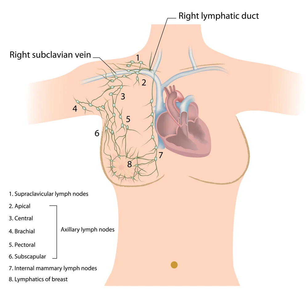 Lymphatic components of the breast