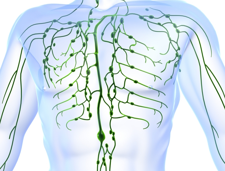 Lymphatic System of the Upper Trunk
