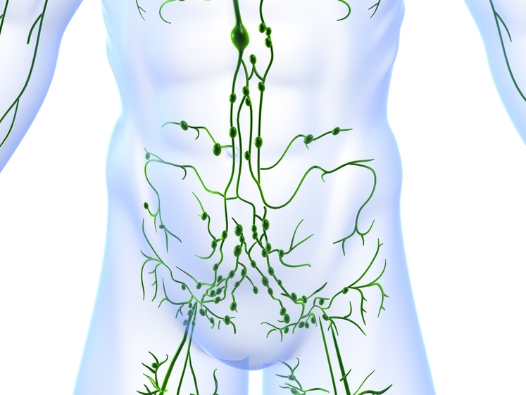 Lower Trunk of the Lymphatic System