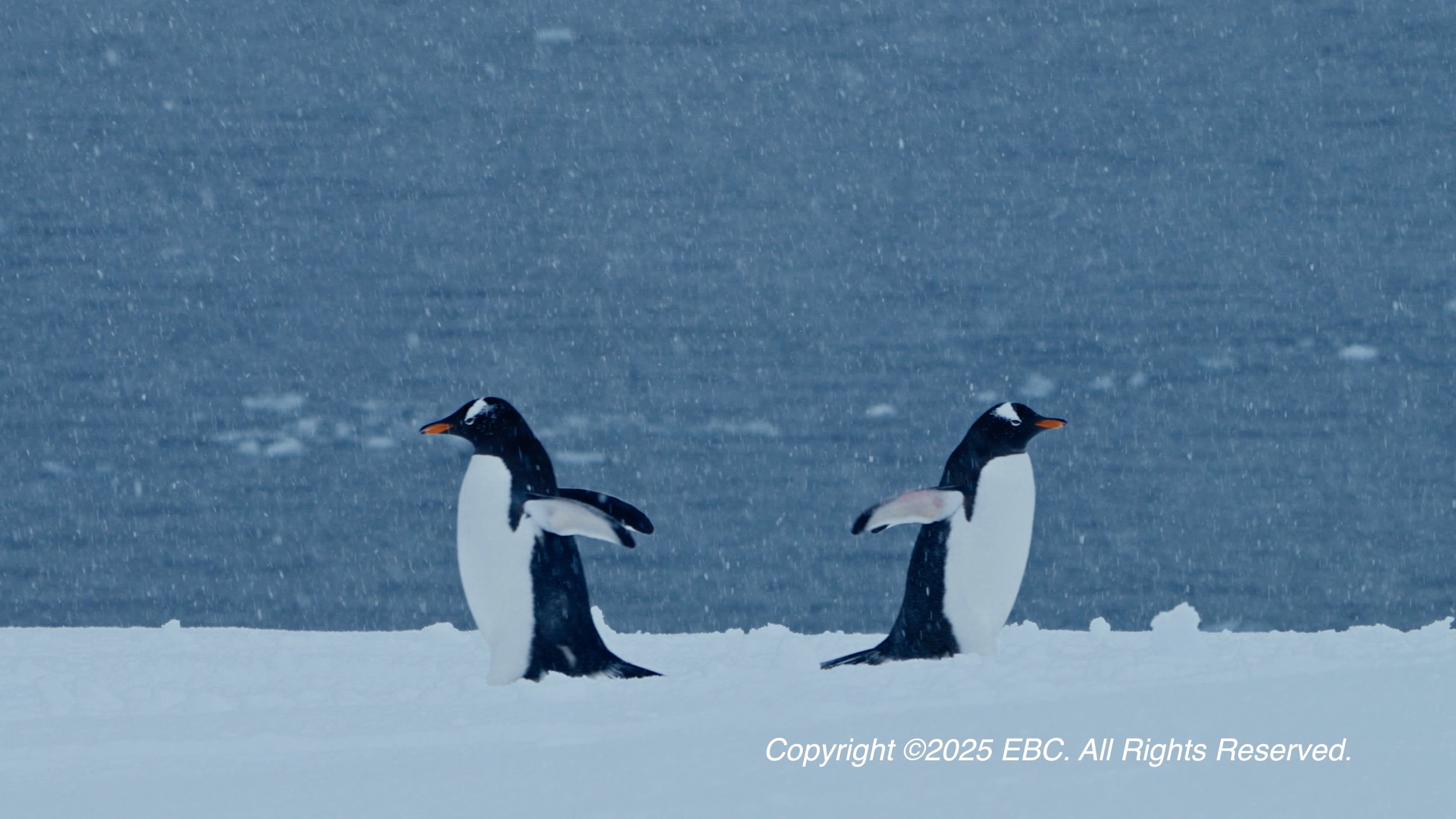 Guardians of Our Planet (守護我們的星球 )