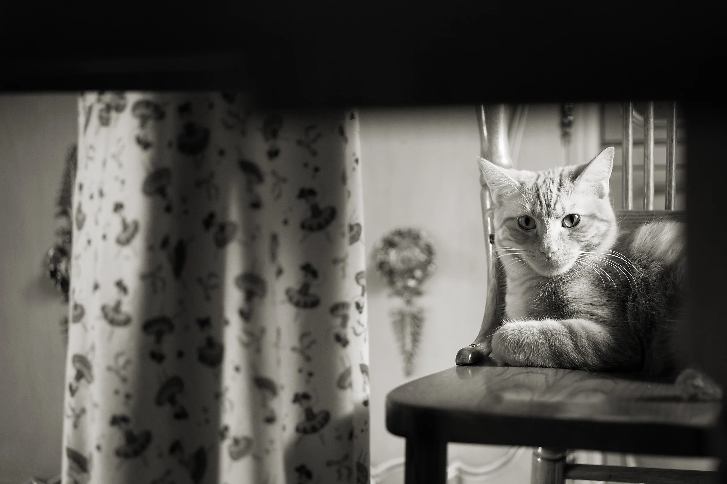 Columbus Ohio photographer captures cat on chair with her owner in old home in Worthington. 