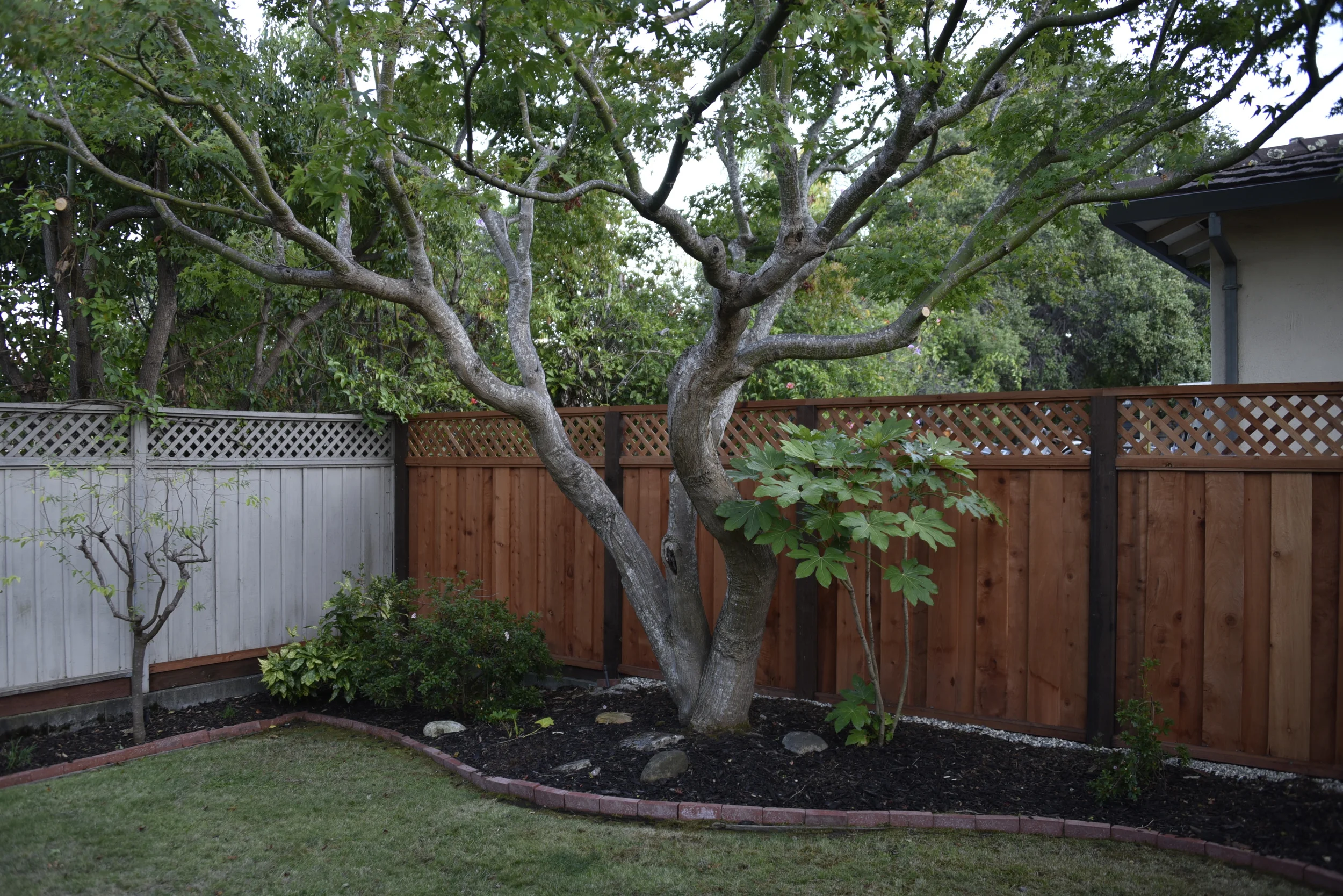 I'm going to miss this tree. 