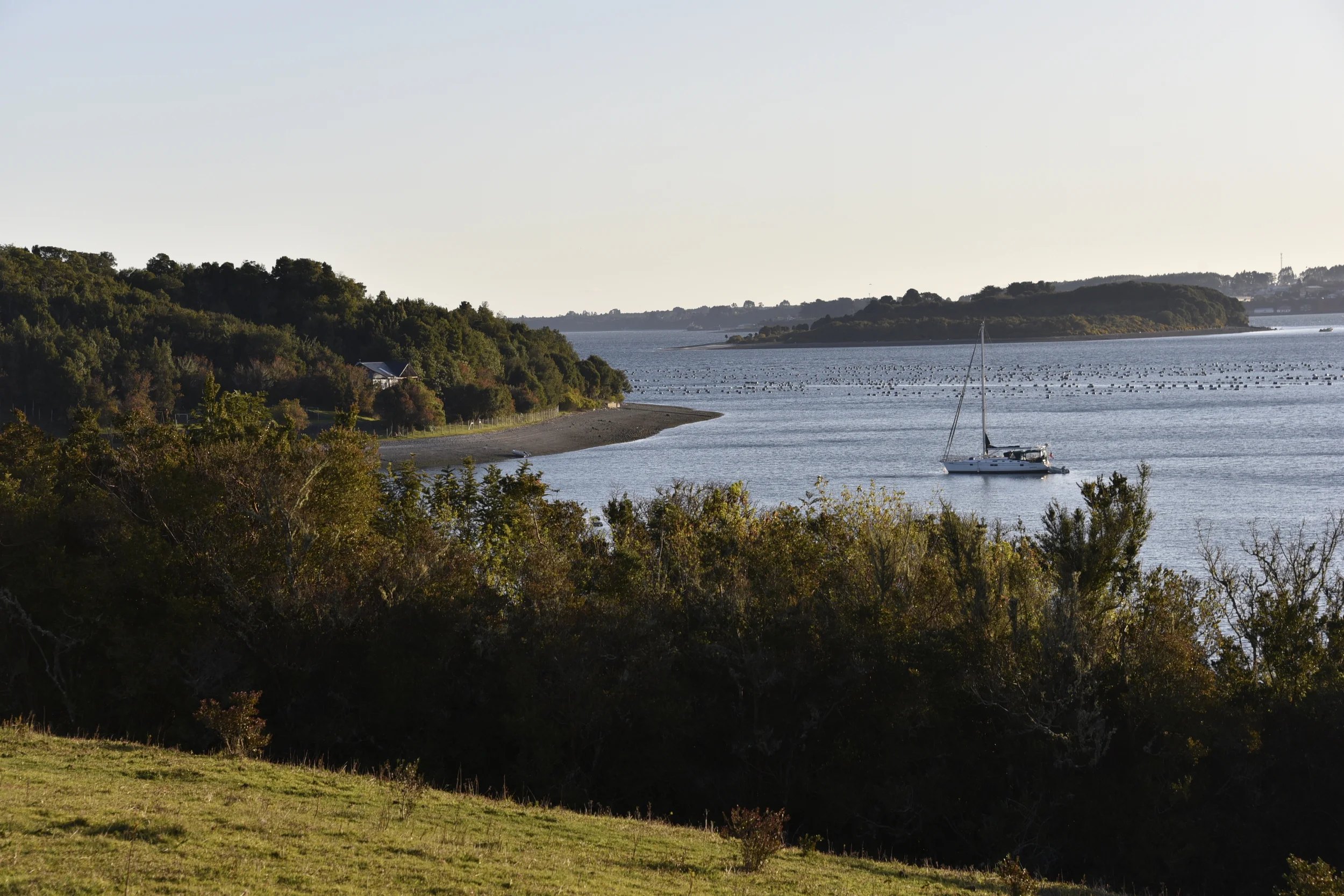 The view from our sunset hike on Isla Puluqui... My hosts' sailboats and island cottage in the distance. Total paradise! There is a vacant lot here for sale that has piqued my interest... 