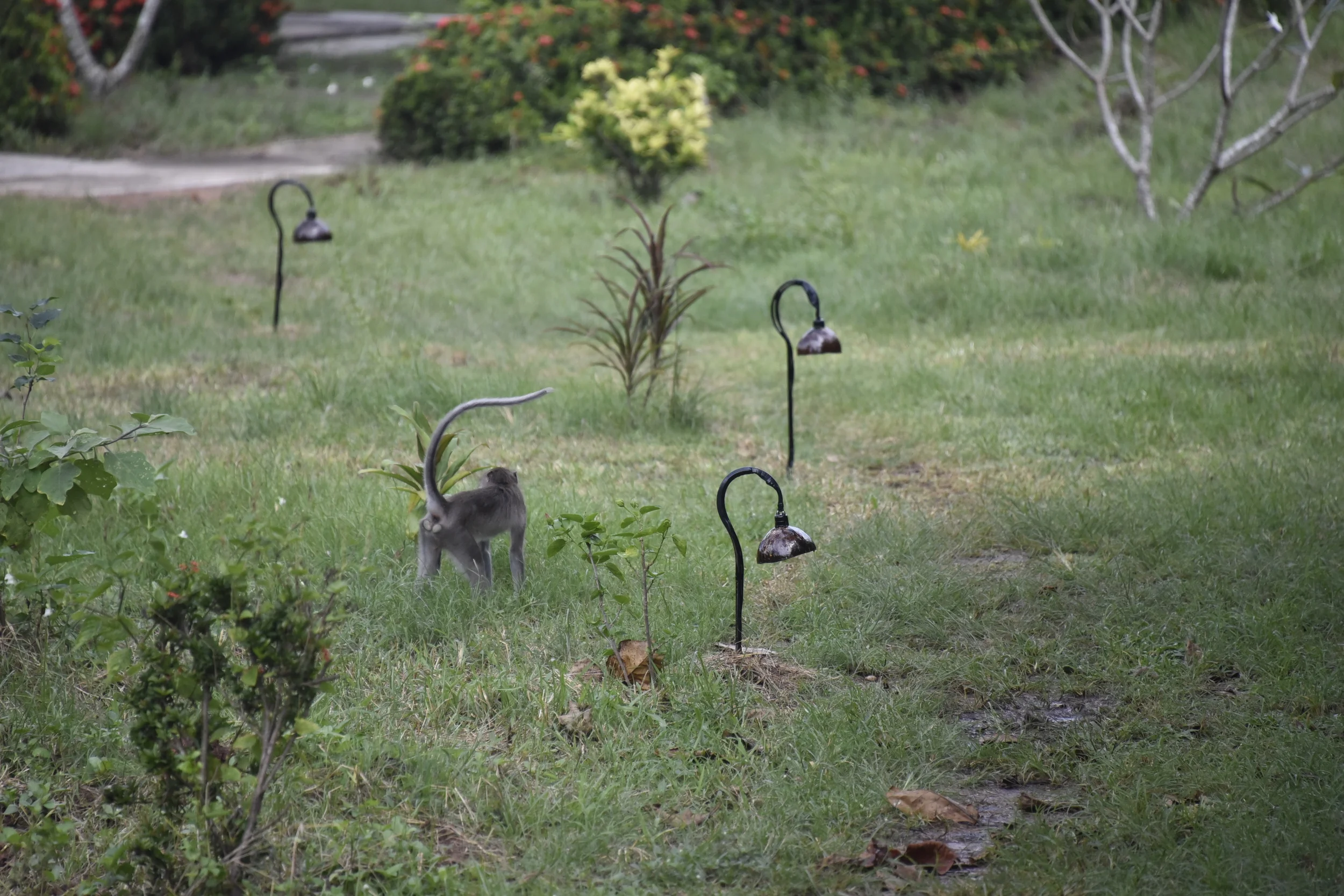 Monkey coming to inspect our work.