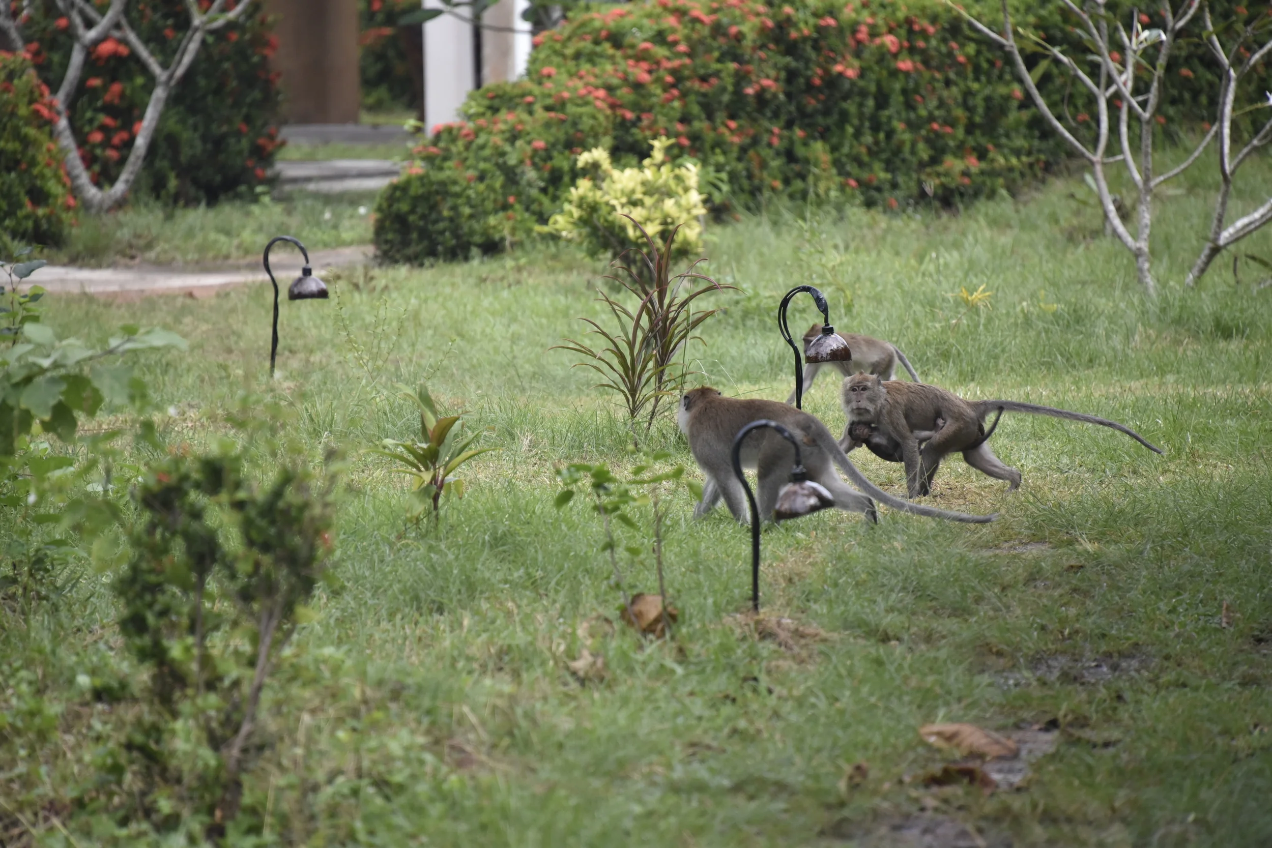 Full monkey inspection committee, including baby clinging to his mom's underside.