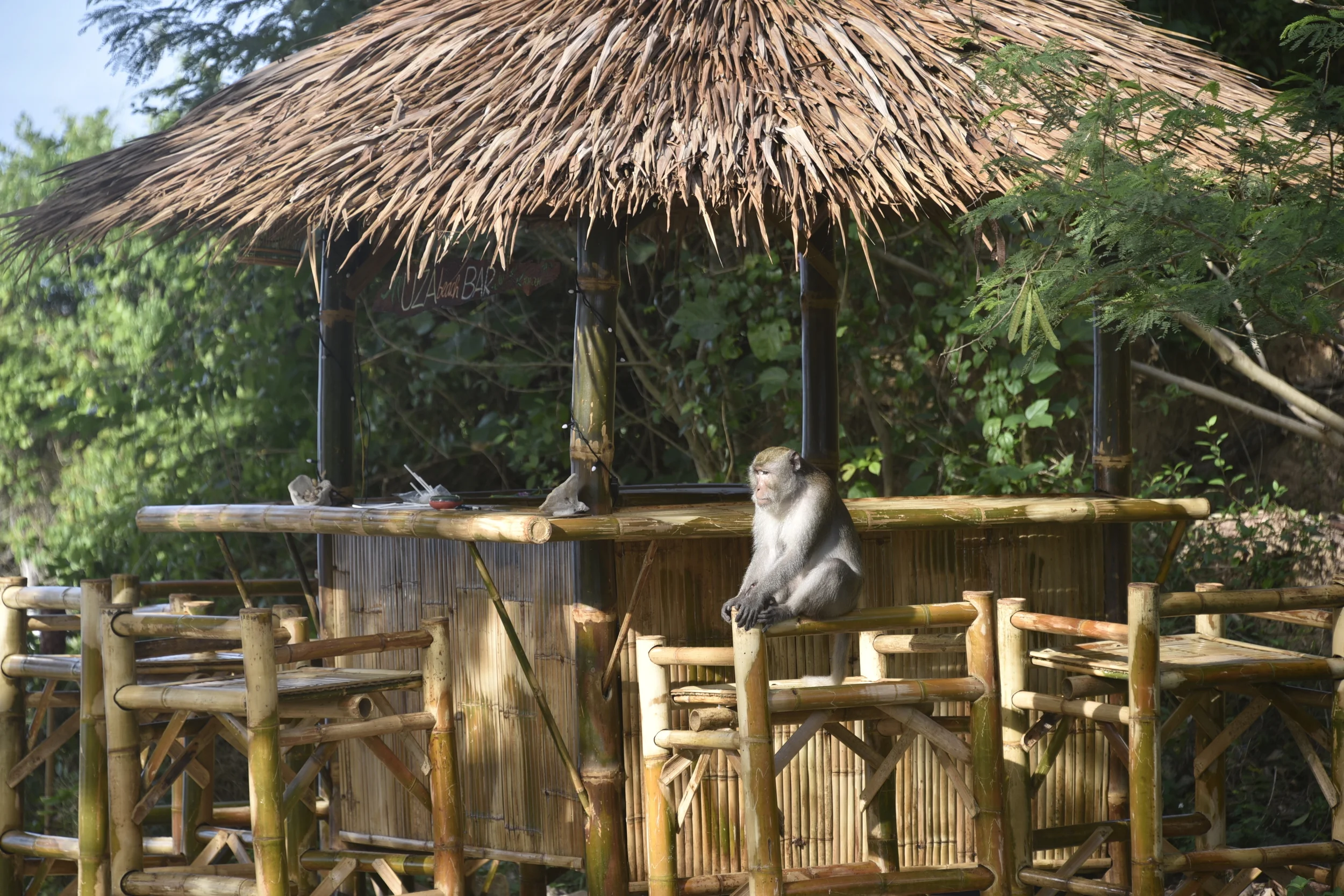 Monkey checking out the new Tiki bar. Let me guess, "Banana Daiquiri?"
