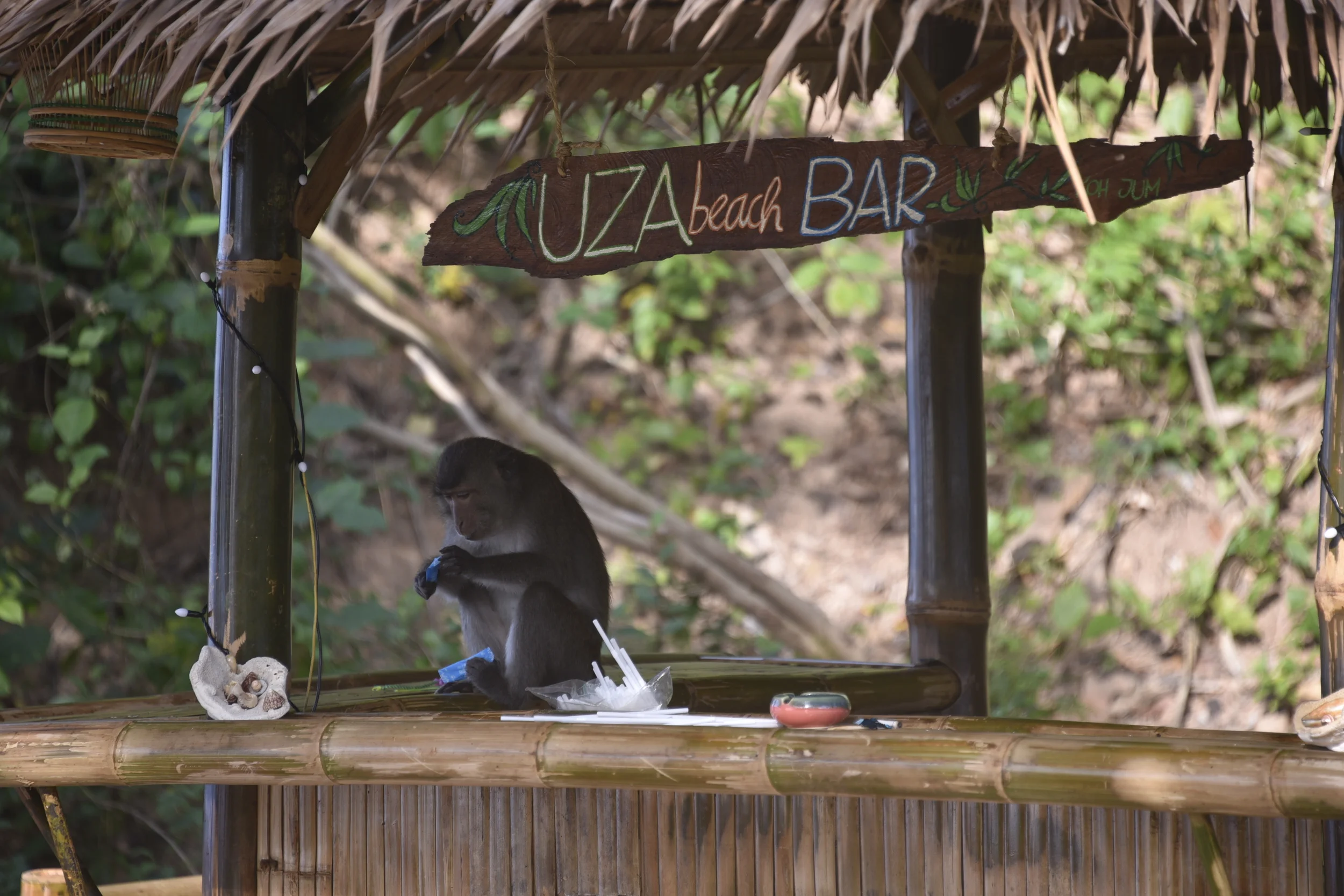 One of the monkeys decides to try bartending.