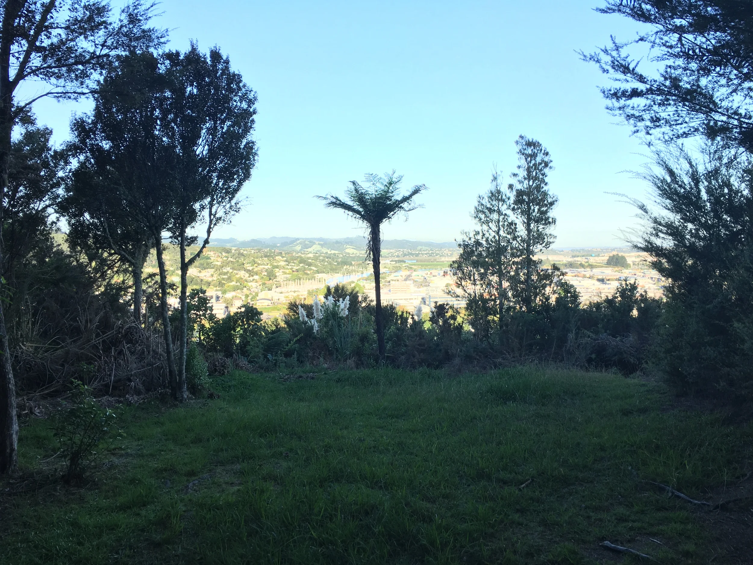 I explored the hills above town, hiking a trail near Whangarei Quarry Gardens. This is the view from the historic "Pa" or Maori fortification site. If you look closely, you can see the masts of sailboats in the marina just to the left of palm in center of picture.