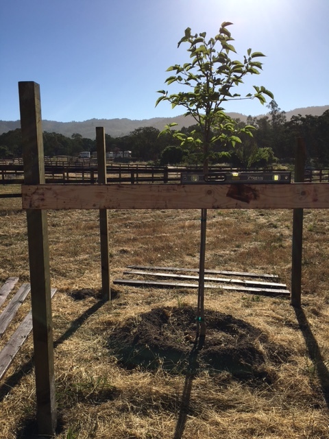 Fence posts in. Testing measurements of first horizontal board.