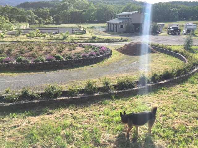 Dog #1: Jefe. (I think it's cool how the camera captured the sun beam right over him.)