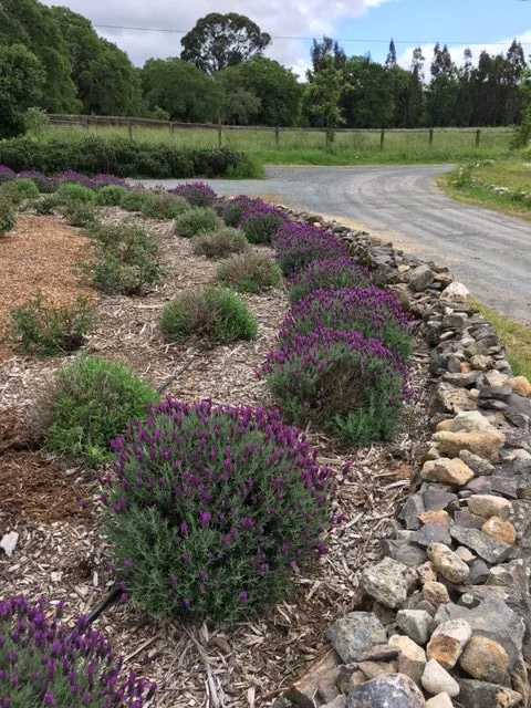 Dialing in the front garden. It's going to look great!