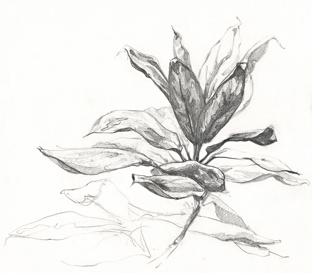 GarfieldParkConservatory2015Sketch