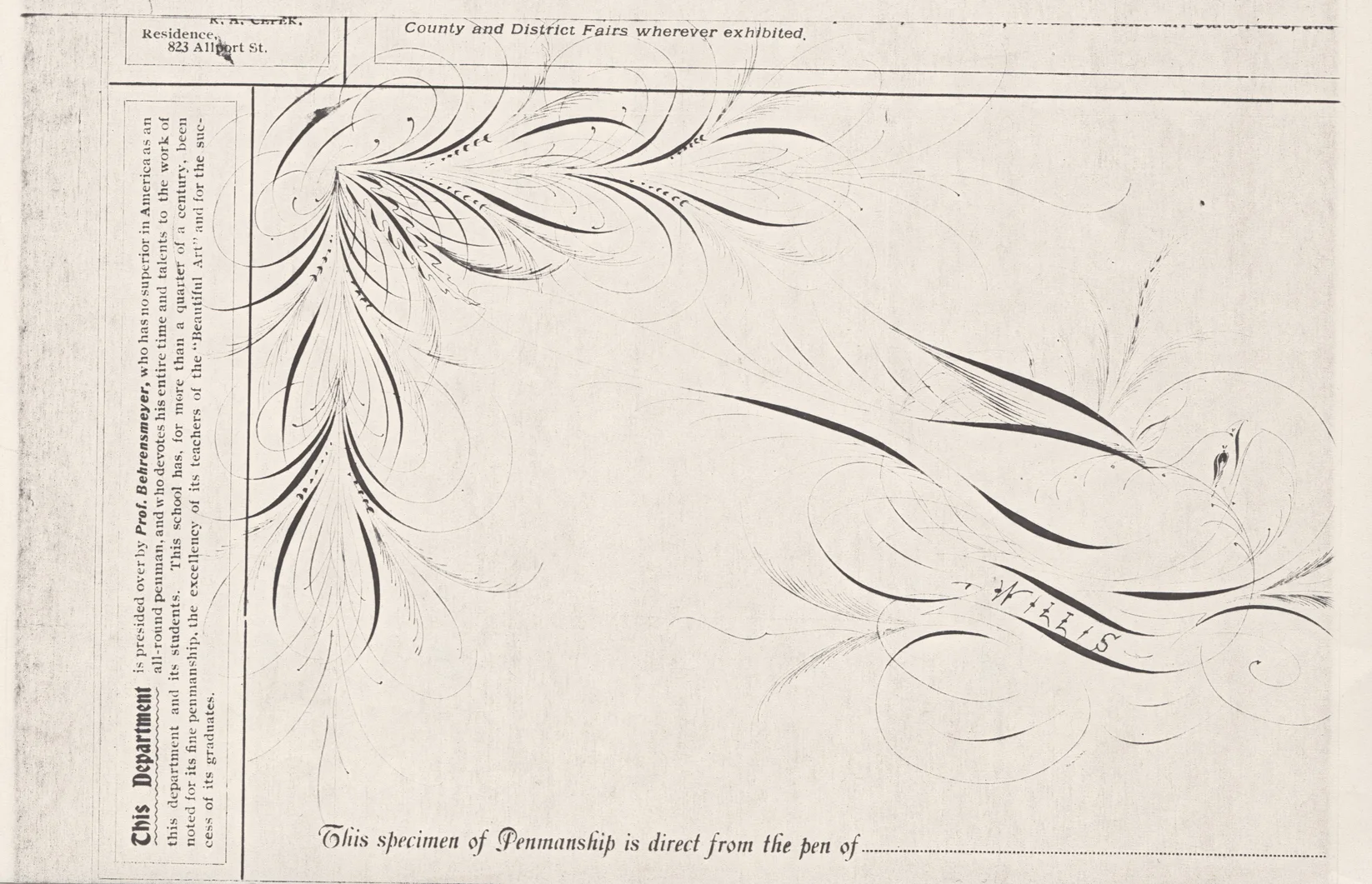 Bird-with-Scroll---Willis-2_WEB.jpg