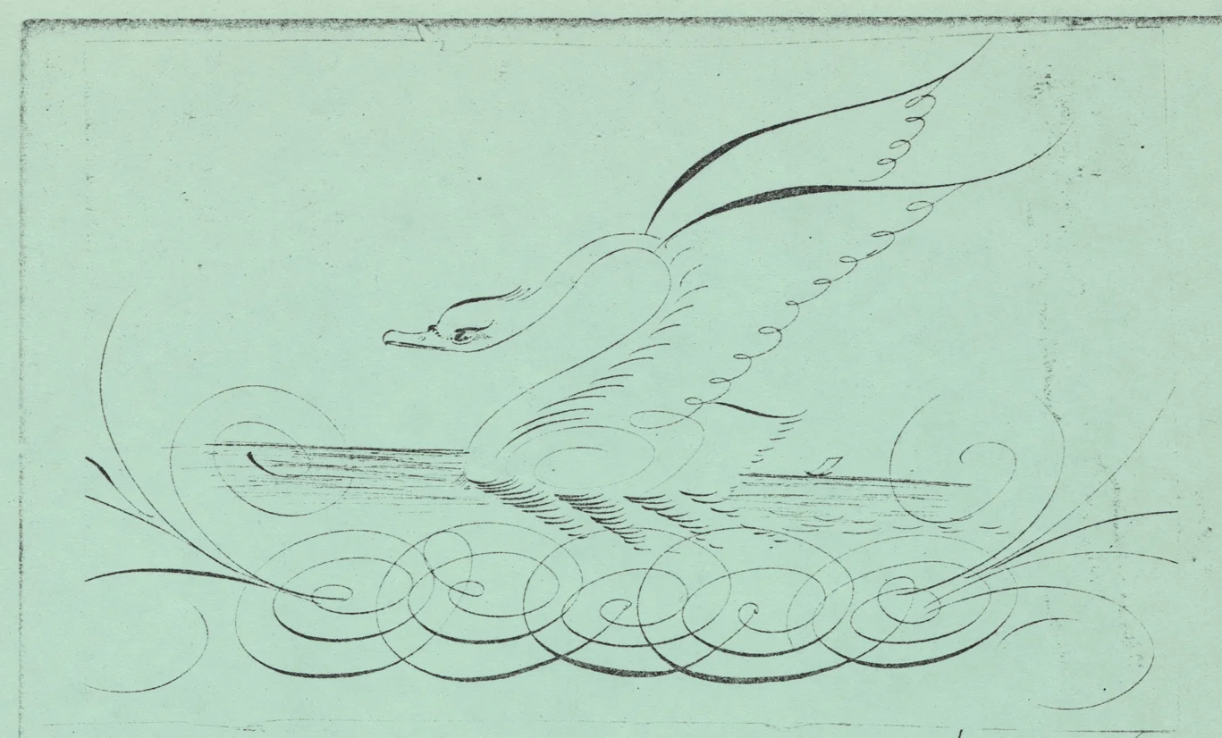 Swan-3_WEB.jpg