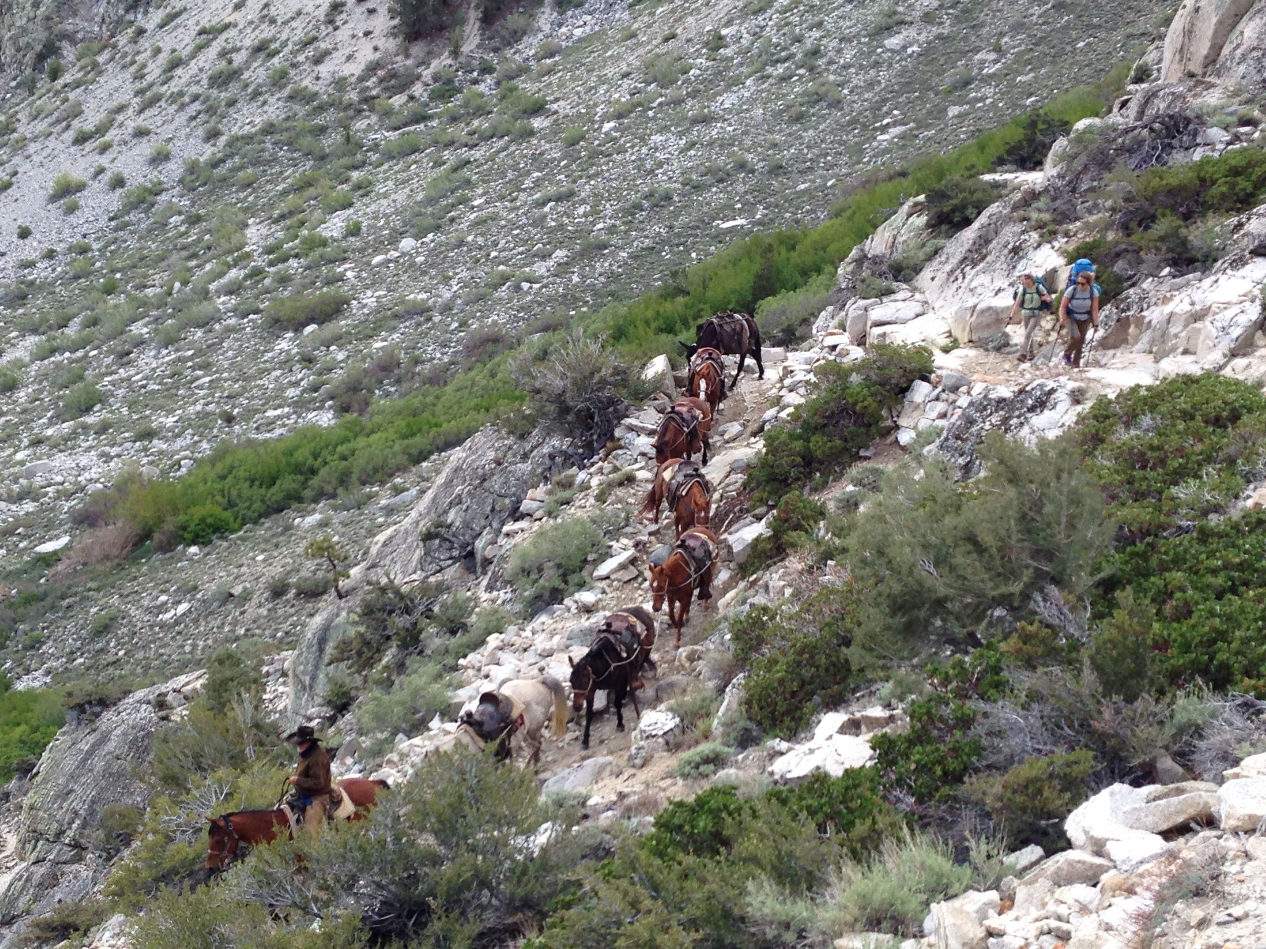 horses we really wanted to "borrow"