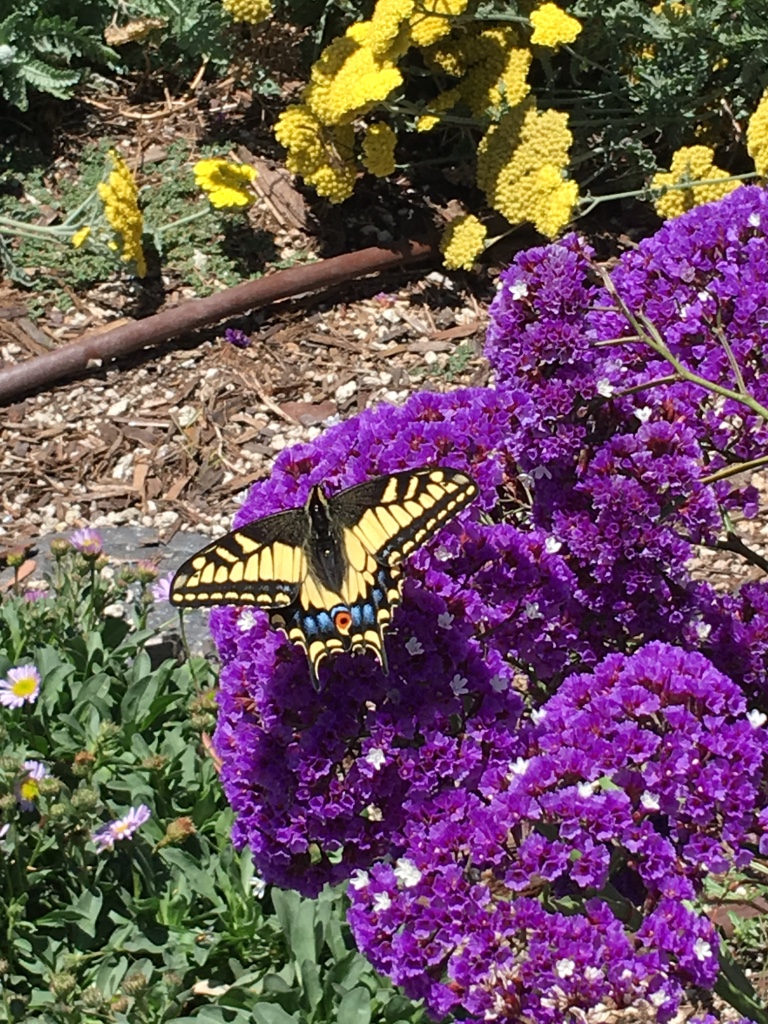 Walking from the parking lot to the dock, I hear a buzzing sound and look up. The Bottle Brush tree is thrumming with bees. I look down and see a butterfly on a flower near a stick. Earlier that day, in the free pile near the mailboxes, someone left a book called, "The Meaning of Flowers". I thought, Really? I need a book for that?? What about "The Meaning of a Book"?? Or, "The Meaning of a Walk from the Parking Lot to the Dock"? Perhaps I'll just watch the butterfly, and listen to the bees ~