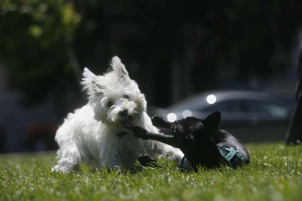 Duboce