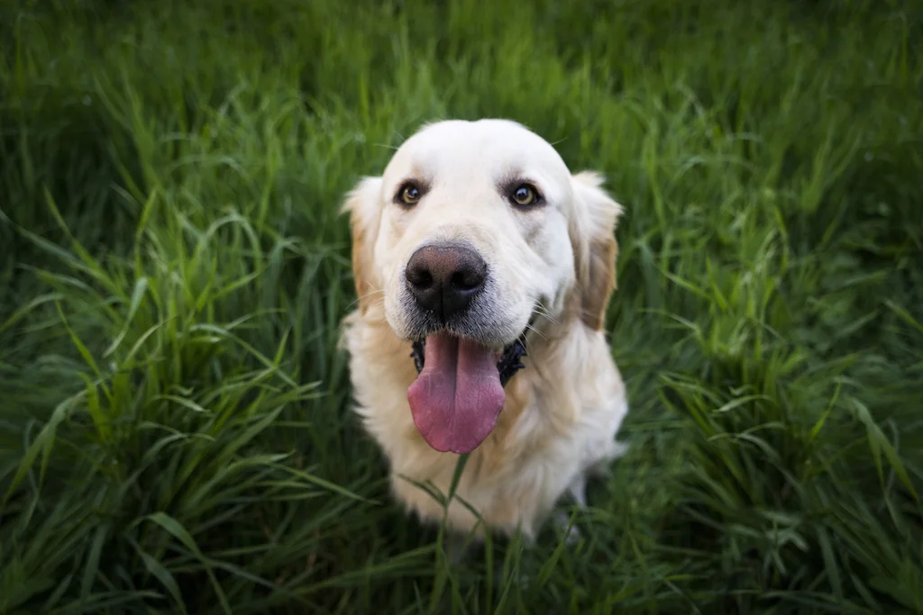 The FDA Warns About Feeding Dogs Certain Human Foods