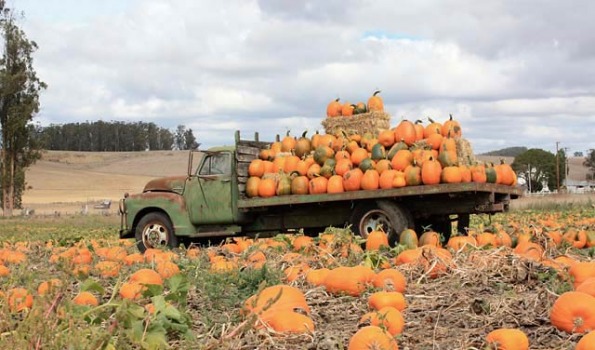 Where to Pick Your Pumpkins in Marin & Sonoma Counties 