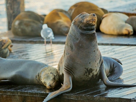 Celebrating 27 Years of Sea Lions at Pier 39