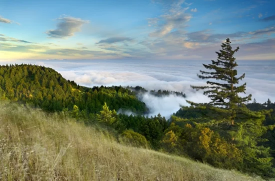Marin Market Update-February 2017