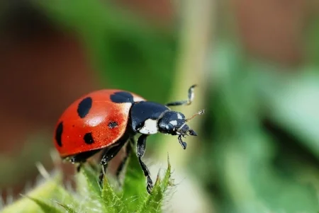 Good Garden Bugs