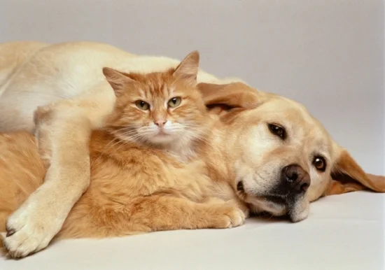 Summer Pet Safety Tips