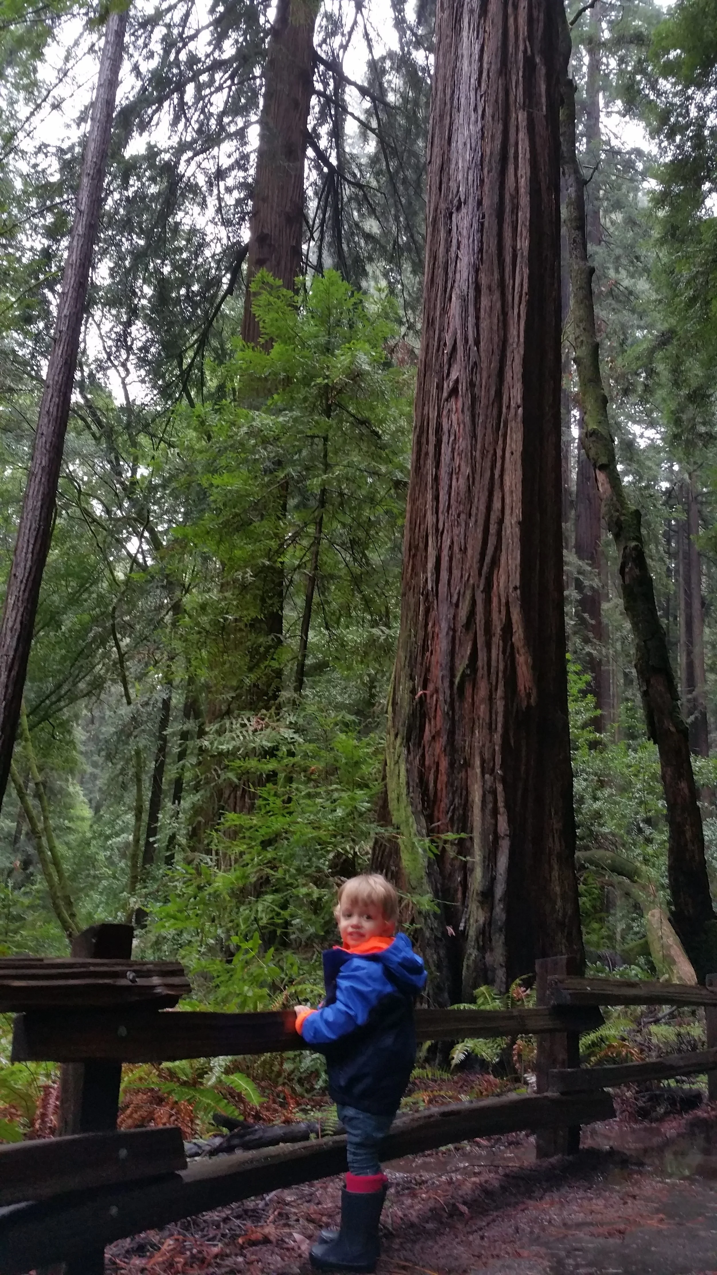 From a family outing to Muir Woods a couple of years ago.