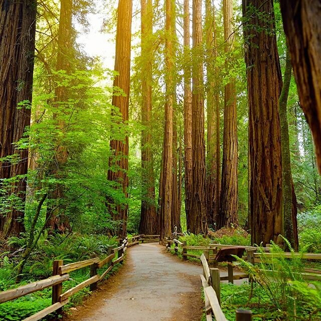 Happy Arbor Day! ⠀⠀⠀⠀⠀⠀⠀⠀⠀
To celebrate, we wanted to share a photo 📸 of one of our favorite places - Muir Woods National Monument.

While the park is currently closed to visitors, we can&rsquo;t wait to be able to go for a hike in one of the most b