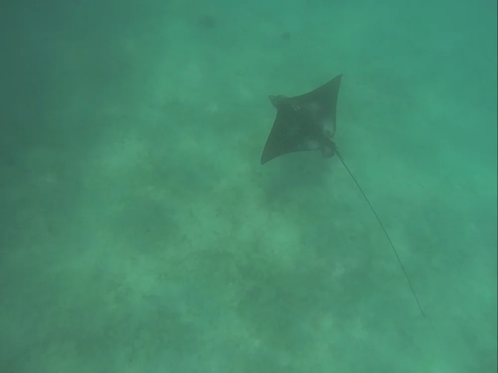 eagle ray.jpg