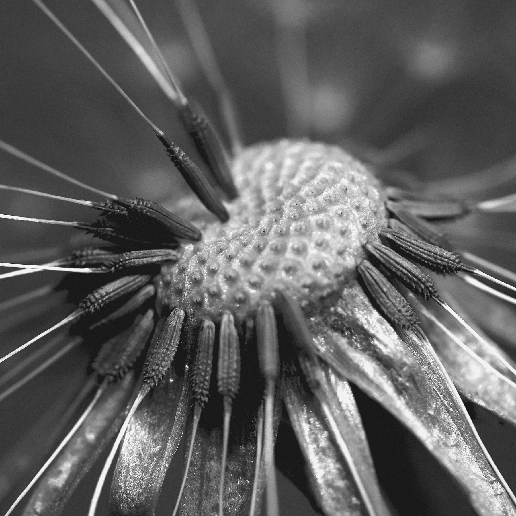 bw_Dandelion.jpg