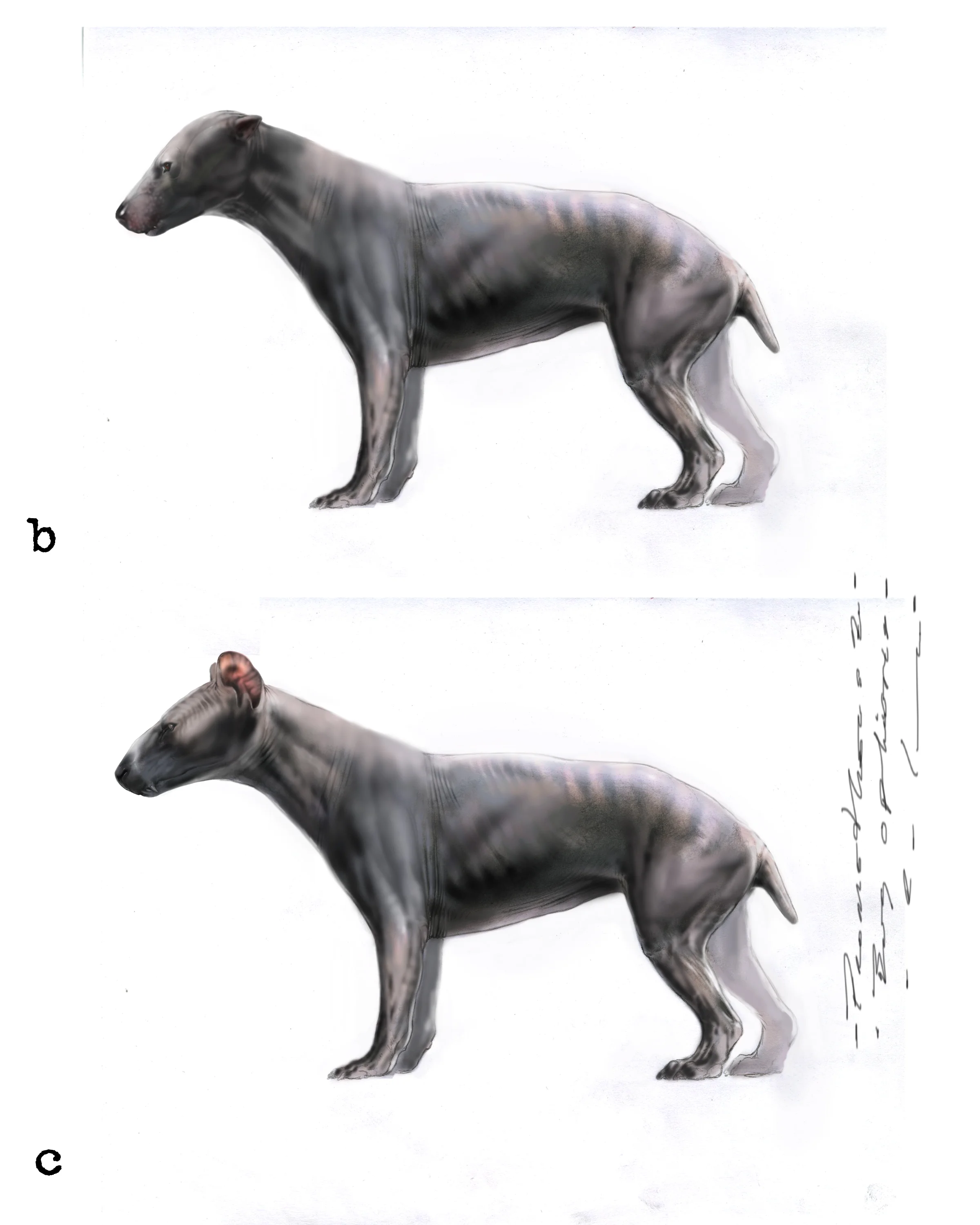 Bug options b and c.jpg