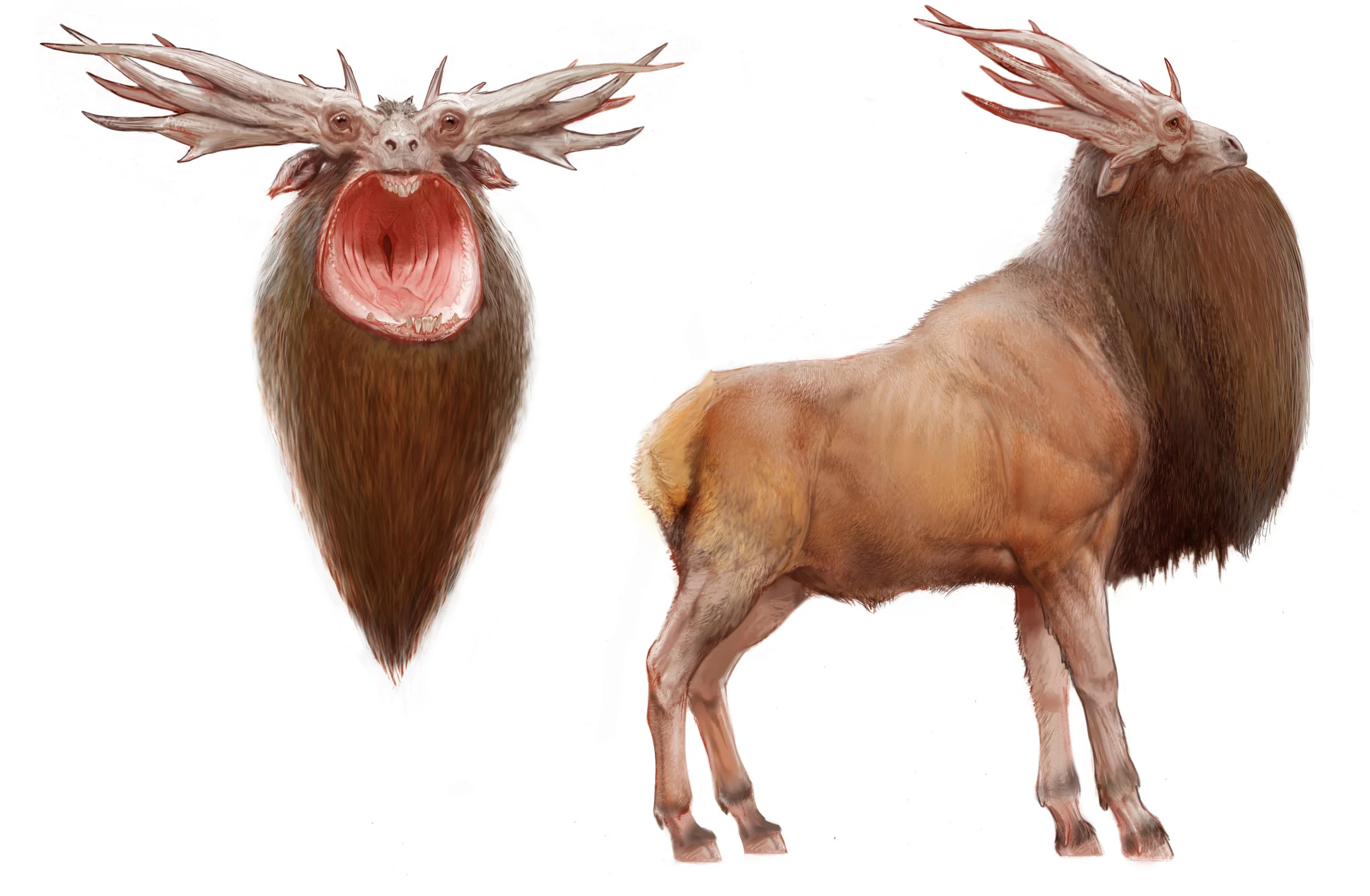 Leucrotta V0035.jpg