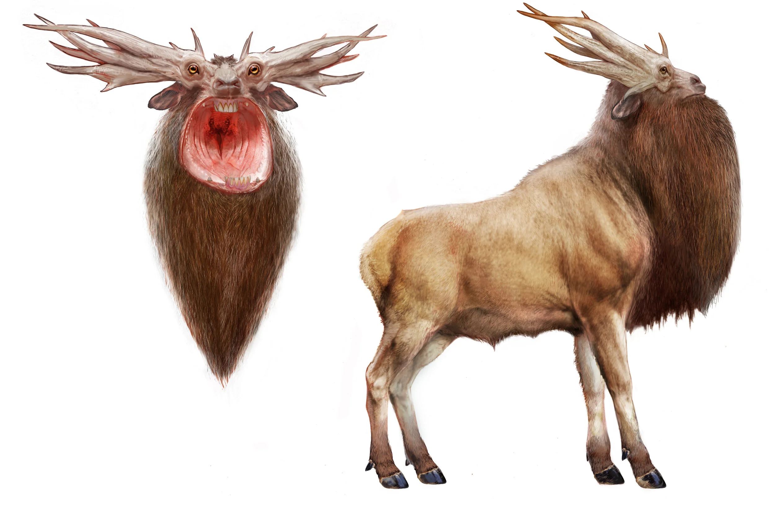 Leucrotta V0036.jpg