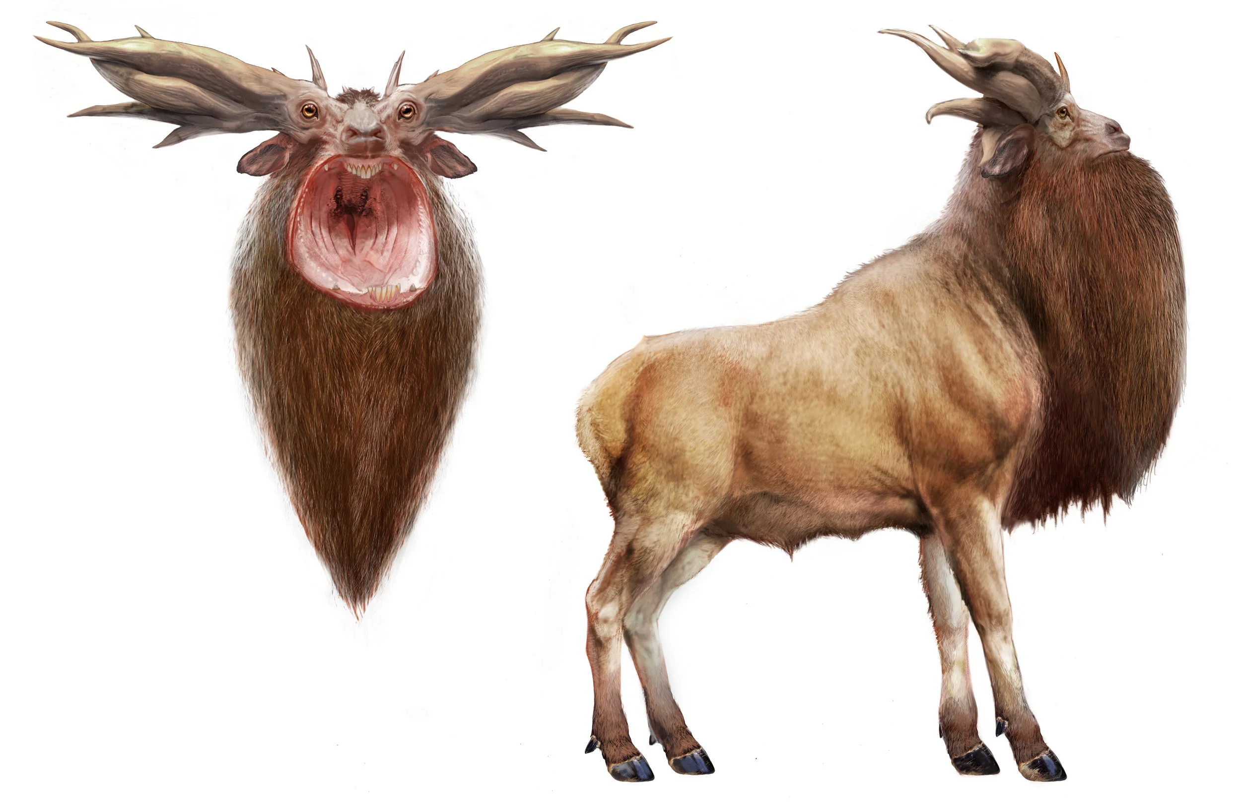 Leucrotta V0037.jpg