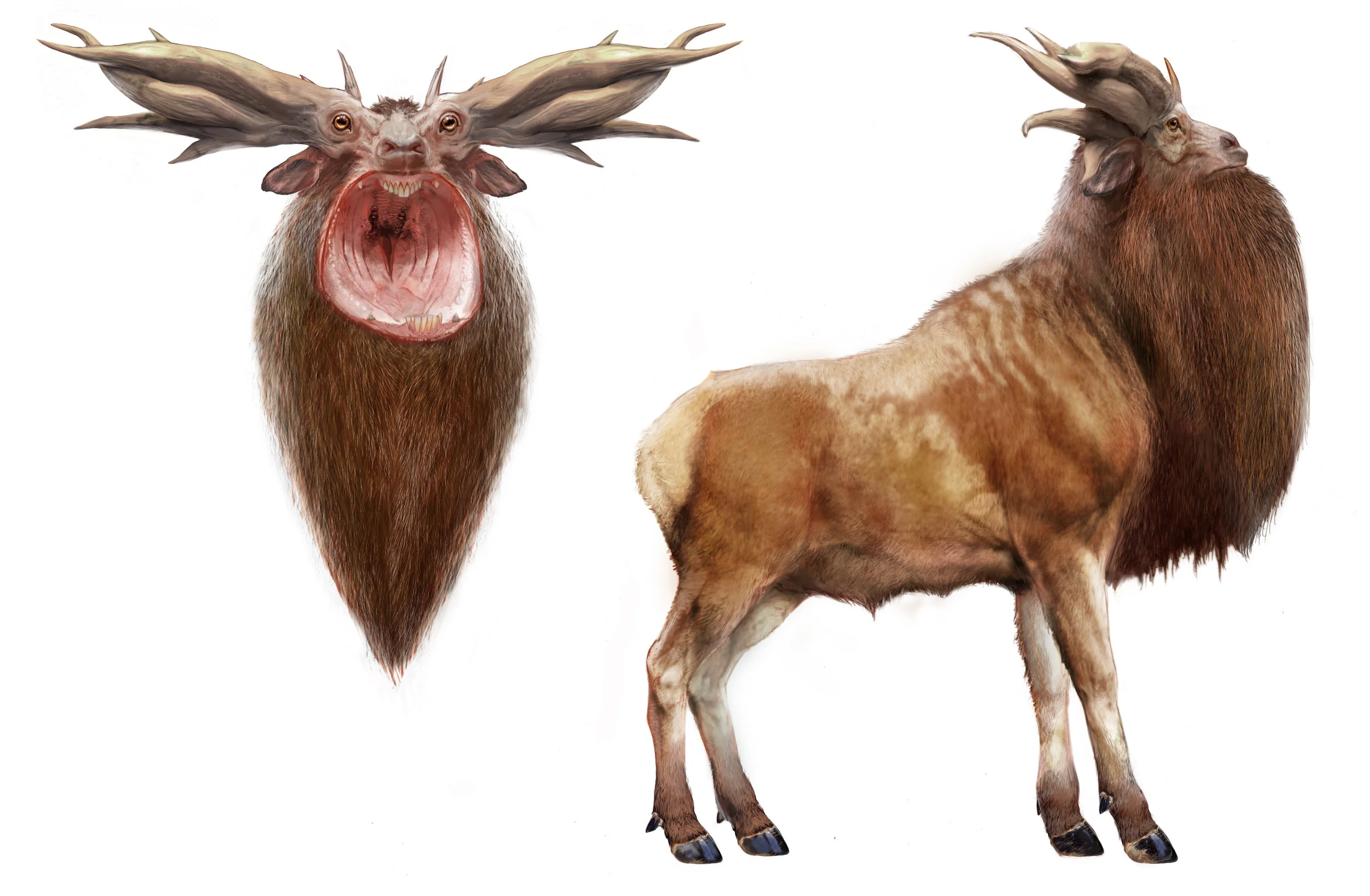 Leucrotta V0039.jpg