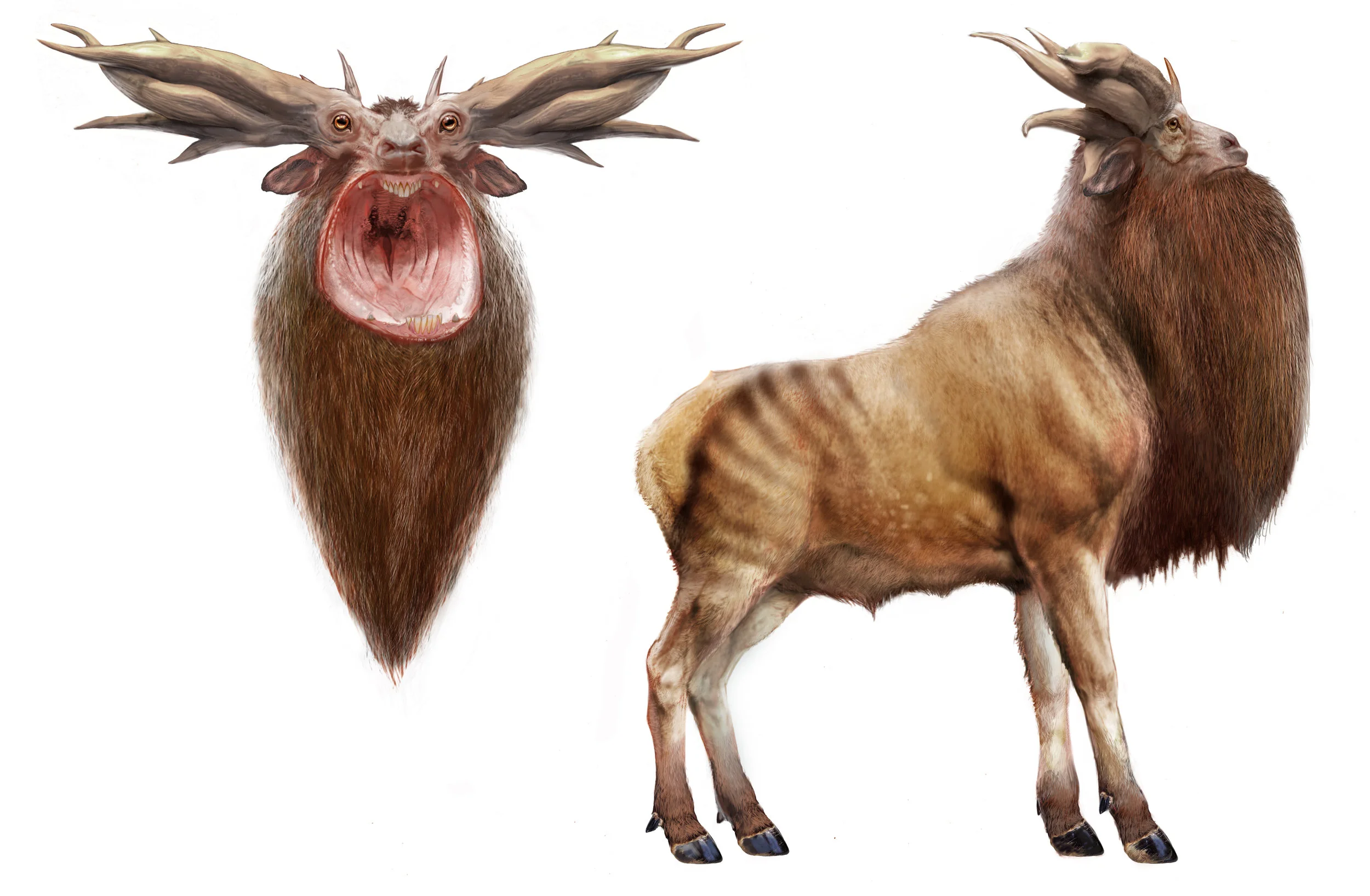 Leucrotta V0038.jpg