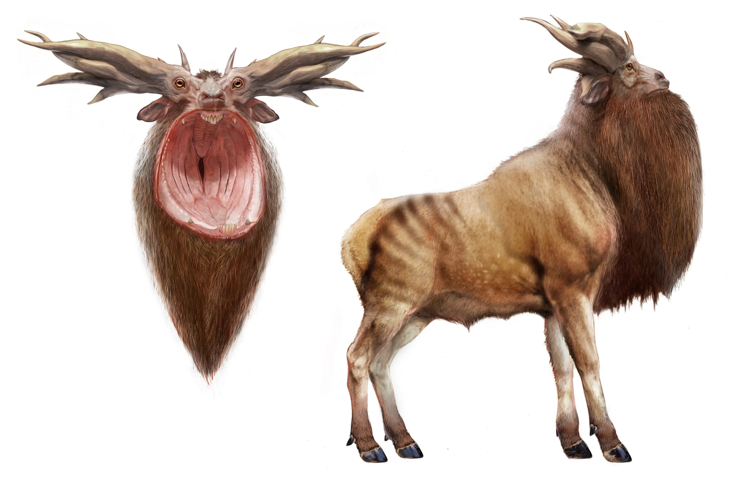 Leucrotta V0047.jpg
