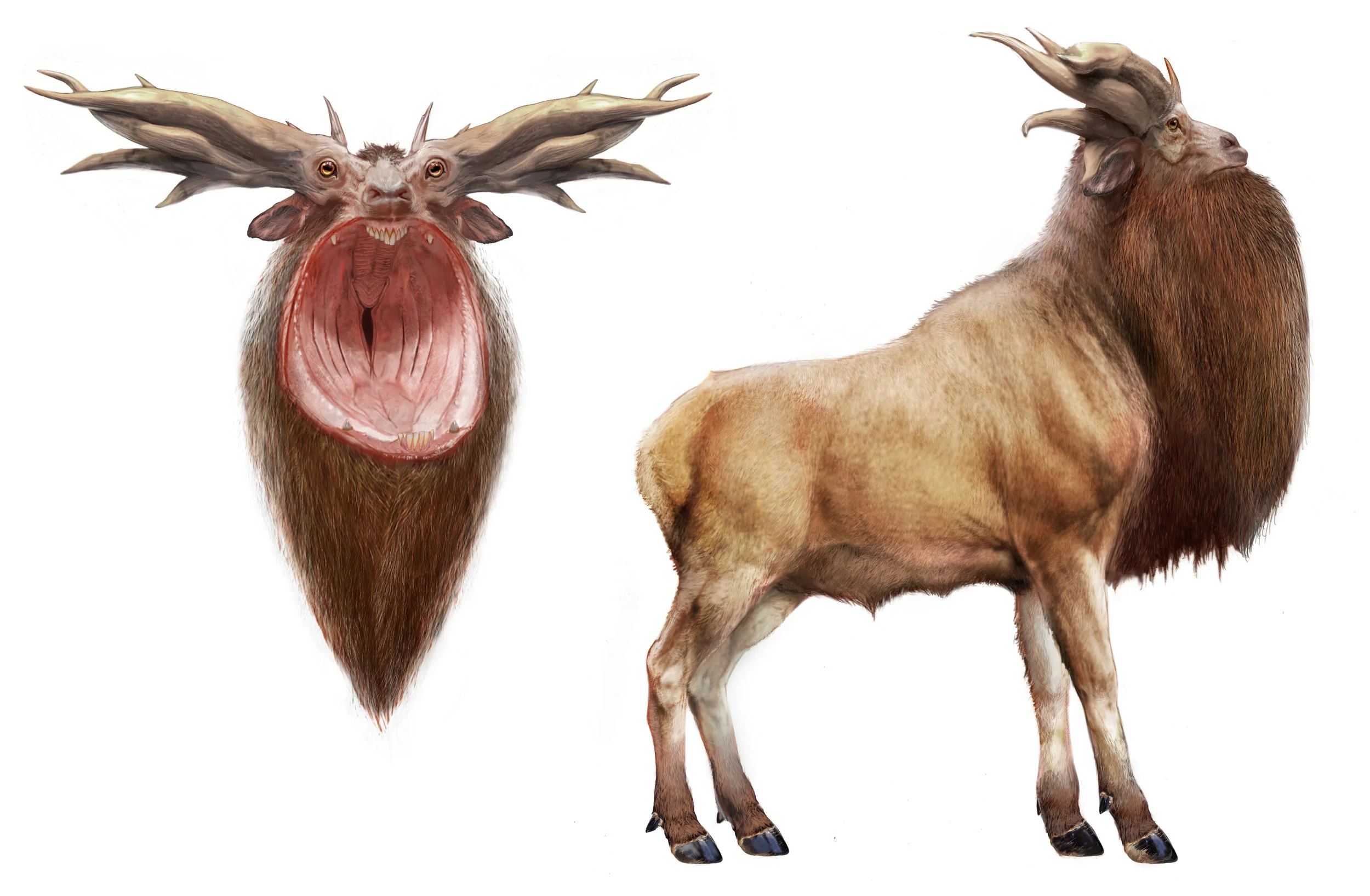 Leucrotta V0048.jpg