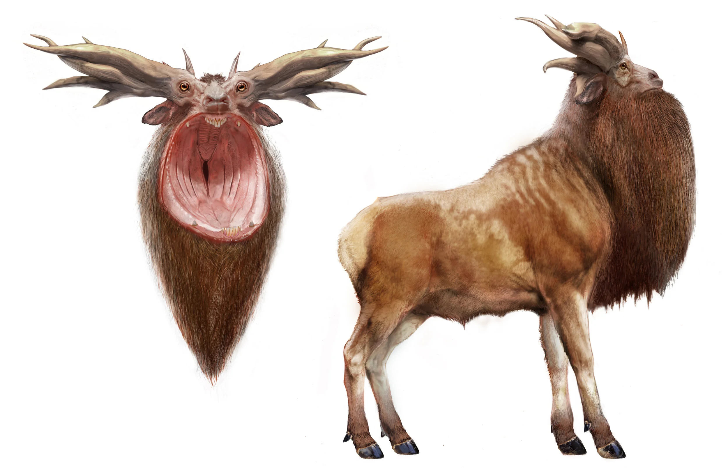 Leucrotta V0046.jpg