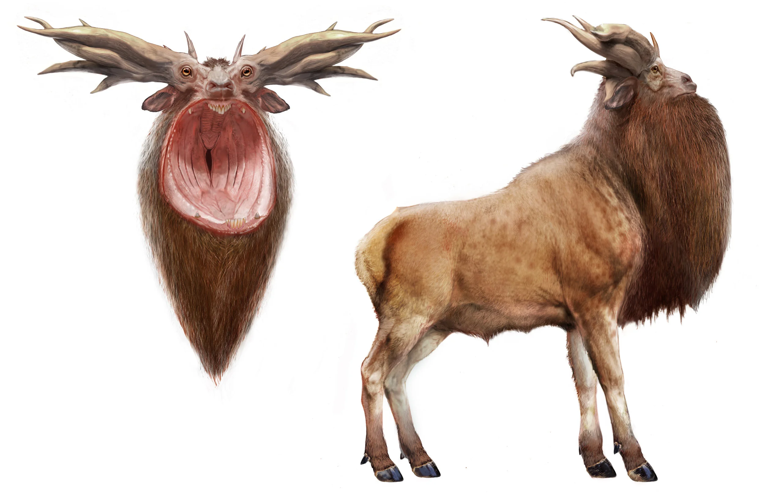 Leucrotta V0045.jpg