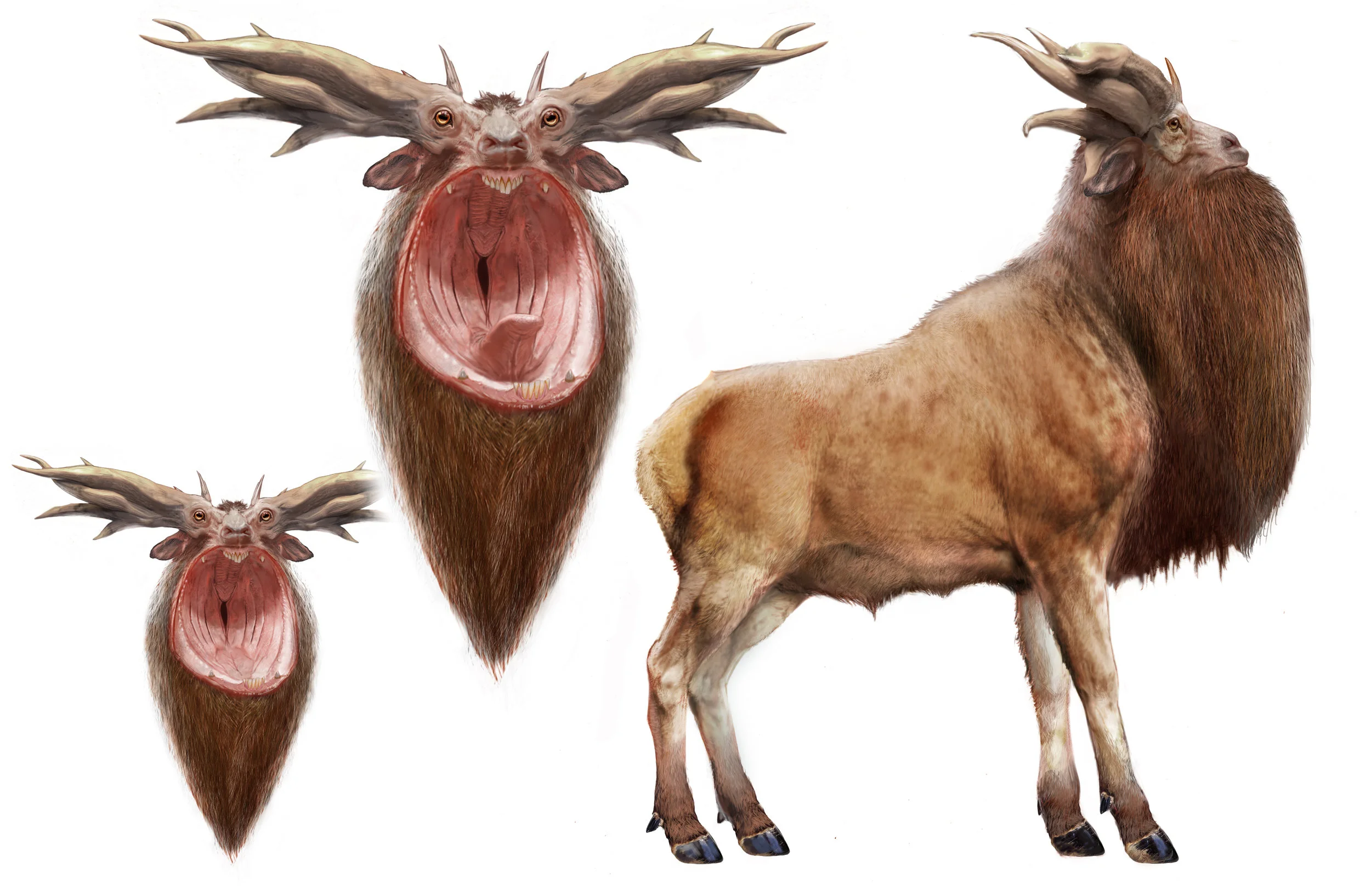Leucrotta V0044.jpg