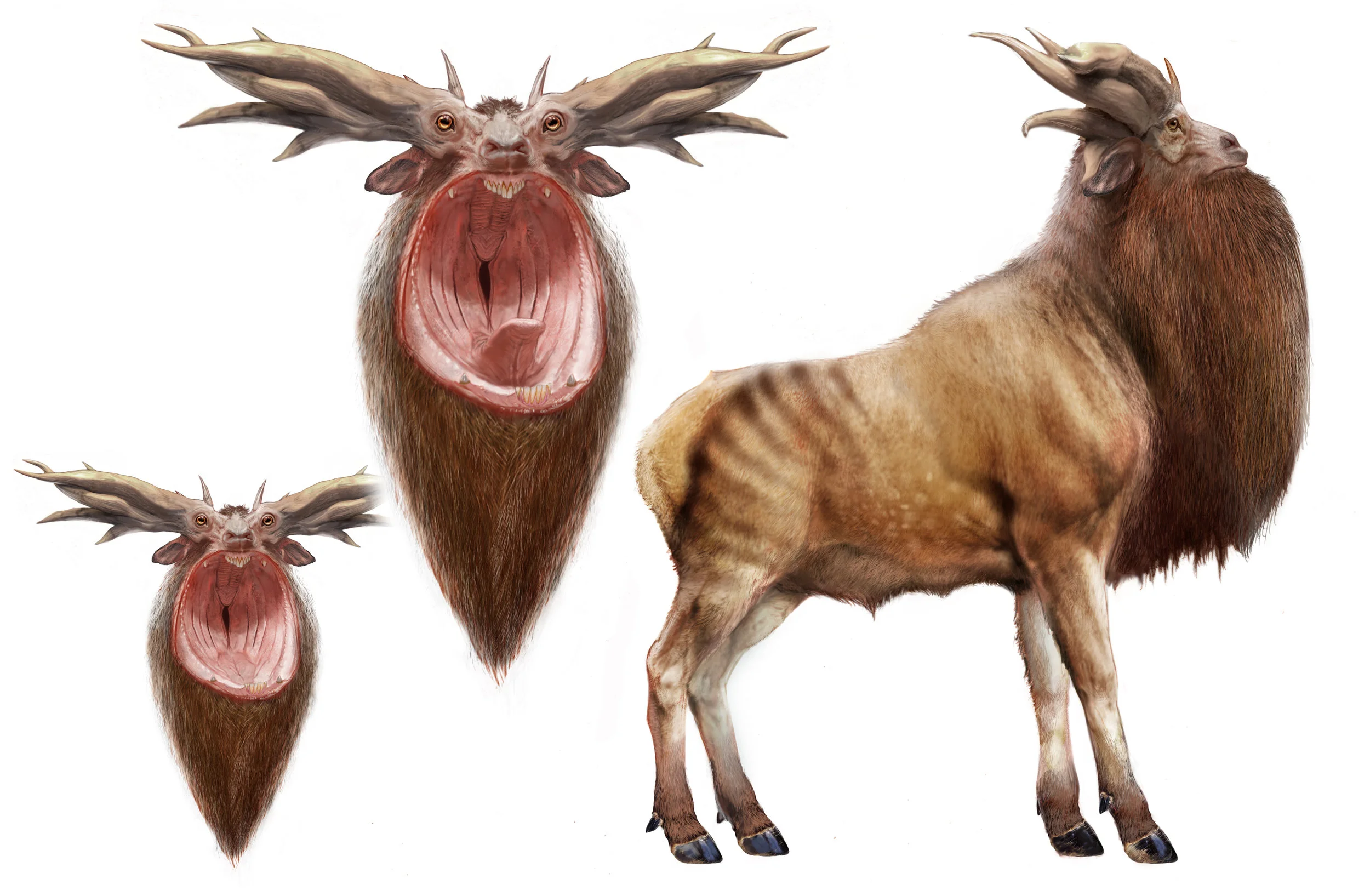 Leucrotta V0042.jpg