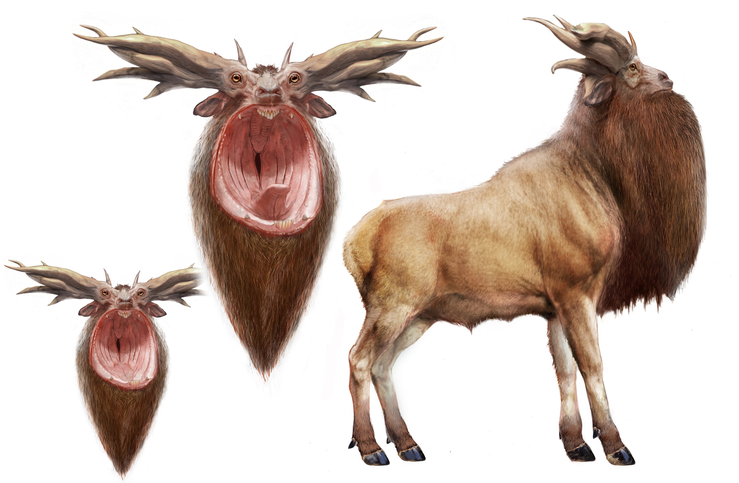 Leucrotta V0041.jpg